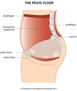 pelvic floor muscles