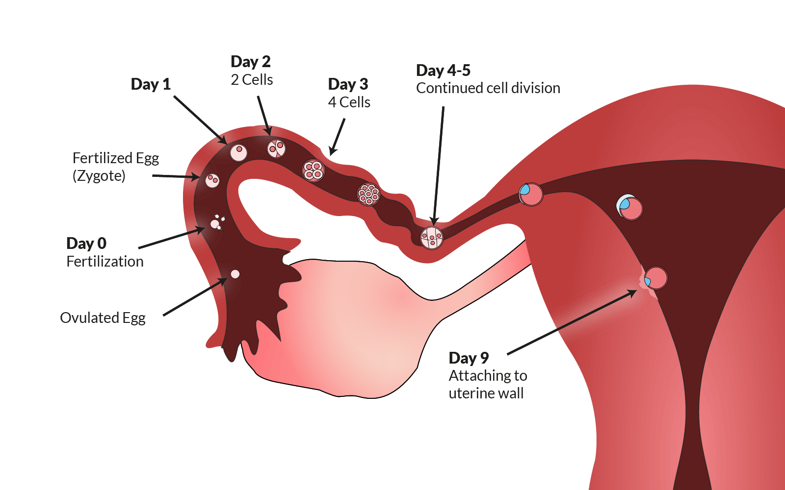 Ovulation. What you need to know to increase your chances of pregnancy.