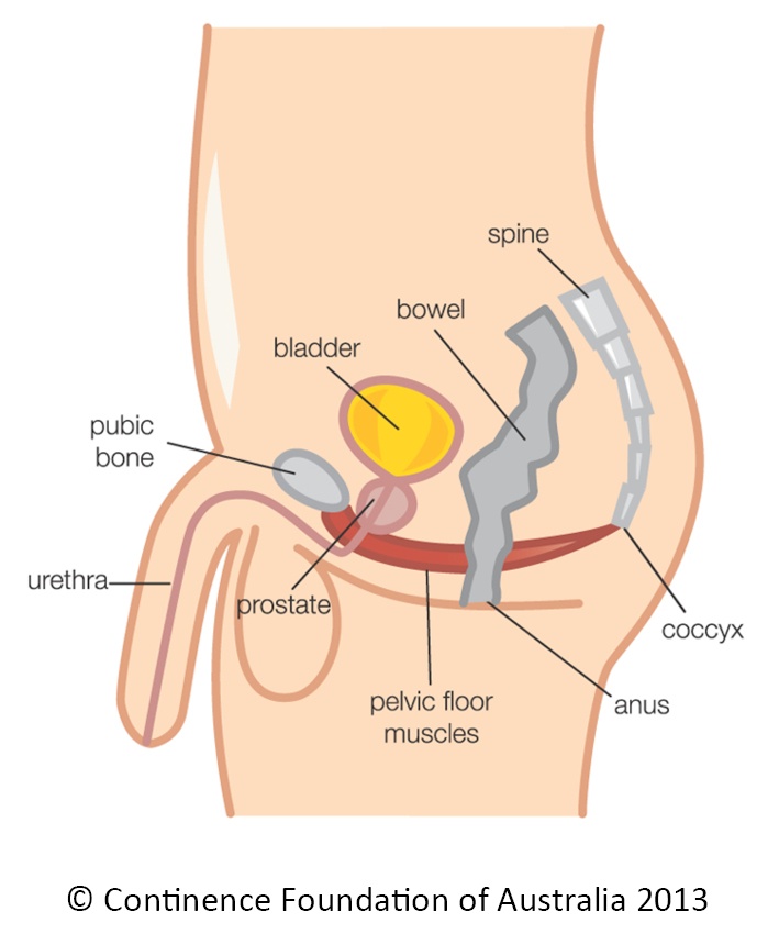 The Male Pelvic Floor Do Men Really Have One Too